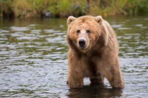 Can a Bear Get Through a Chain Link Fence?