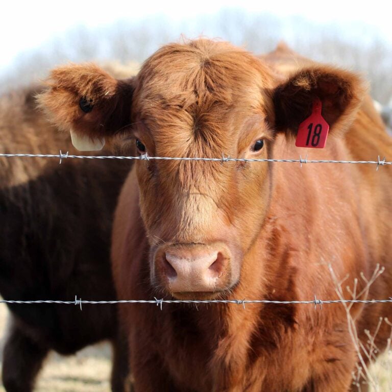 A brown cow facing the camera behind a barbed-wire fence, with a red ear tag labeled 18.