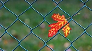 A bright orange-red autumn leaf caught in a blue chain-link fence.
