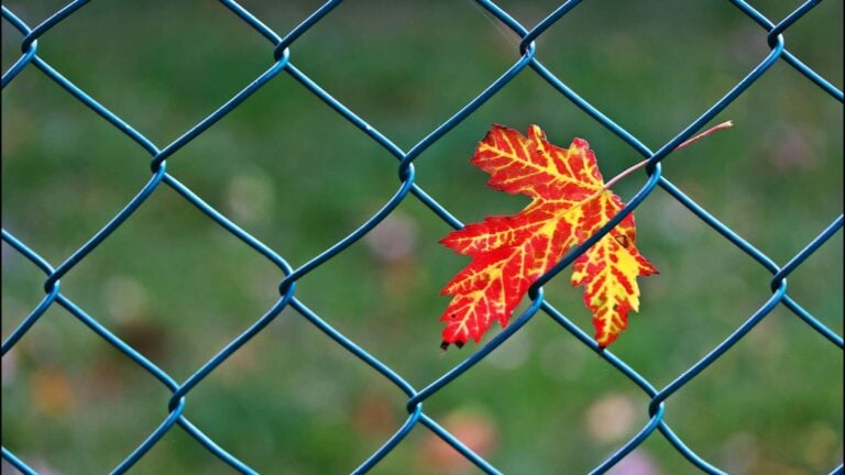 A bright orange-red autumn leaf caught in a blue chain-link fence.